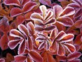 /album/fotogaleria/winter-leaves-jpg/